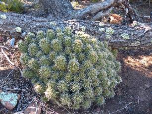 wmazatzal-2014-day6-2  Cactus lump.jpg (644198 bytes)